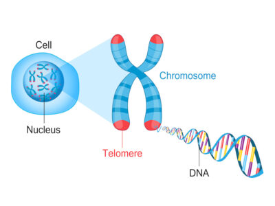 Die Grafik zeigt eine Zelle, die Chromosome bei denen die Telomere farblich gekennzeichnet sind